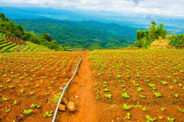 Tayland 'daki Tarım Bölgesi.