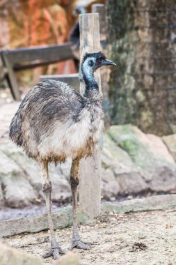 Tayland 'da Emu kuşu.