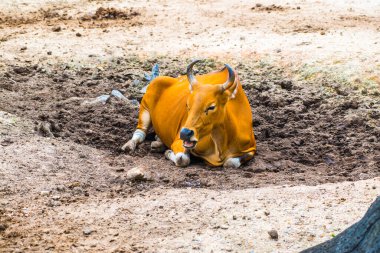 Tayland, Tayland 'da Banteng.