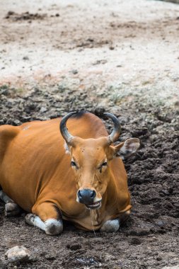 Tayland, Tayland 'da Banteng.
