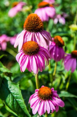 Yaklaş Pembe bir çiçek, Tayland.