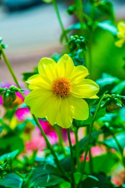 Parkta sarı çiçekler, Tayland.