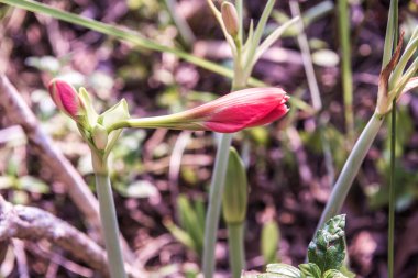 Amaryllis çiçekleri parkta, Tayland.