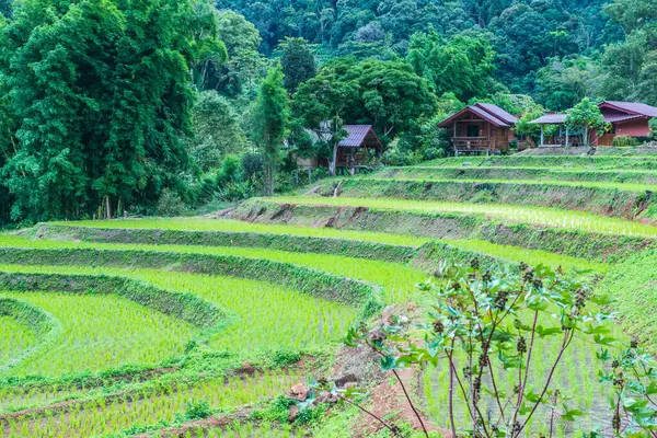 Reisterrassen Der Provinz Chiangmai Thailand — Stockfoto