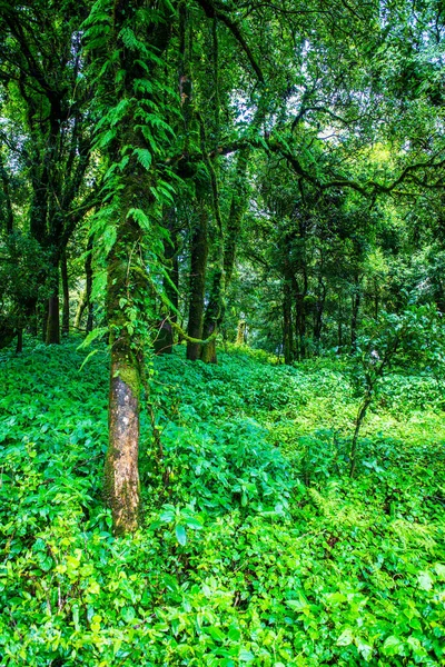 Integridad Del Árbol Parque Nacional Doi Inthanon Tailandia — Foto de Stock