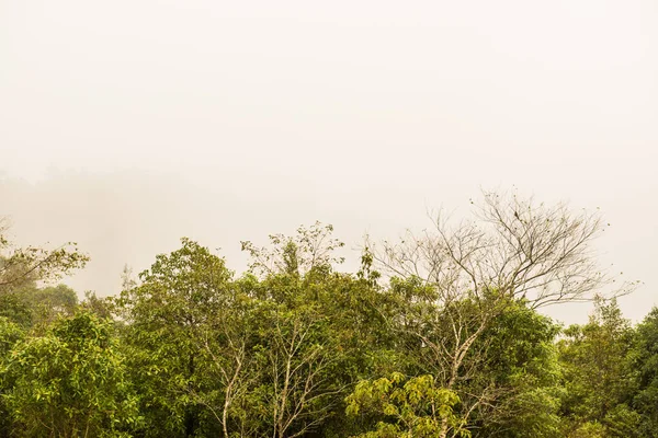 Лес Туманом Национальном Парке Doi Inthanon Таиланд — стоковое фото