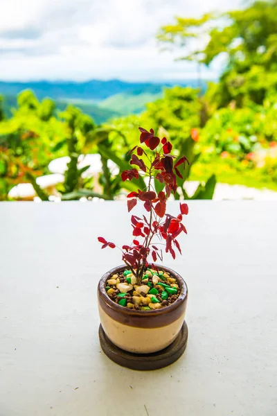 Little plant for decoration on the table, Thailand.