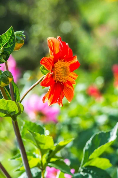 stock image Orange flowers in the park, Thailand.