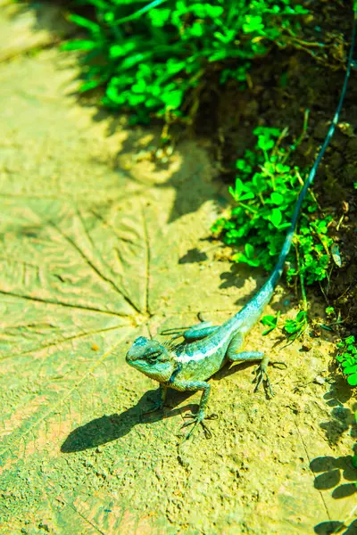 Camaleón Parque Tailandia — Foto de Stock