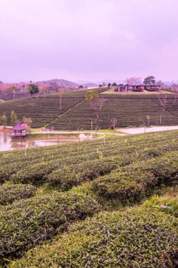 Tayland, Tayland 'da çay çiftliği.