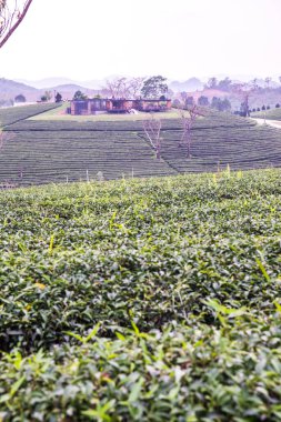 Tayland, Tayland 'da çay çiftliği.