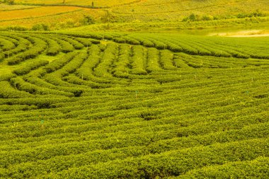 Tayland, Tayland 'da çay çiftliği.