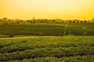 Tayland, Tayland 'da çay çiftliği.