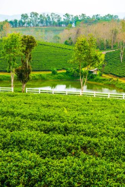 Tayland, Tayland 'da çay çiftliği.