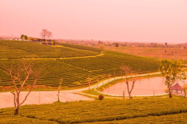 Tayland, Tayland 'da çay çiftliği.