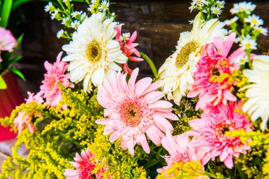 Tayland, Gerbera çiçeğine yakın..