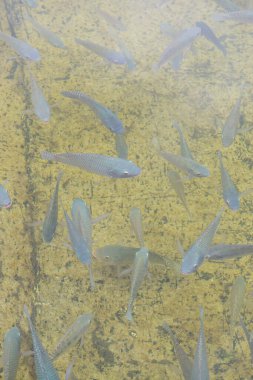 Suda Nil Tilapia balığı, Tayland.