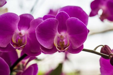 Parktaki Violet orkidesi, Tayland.