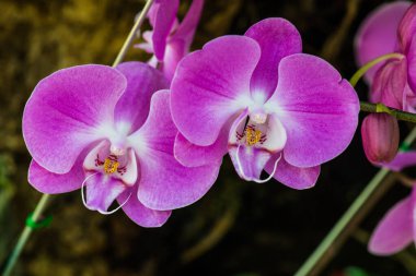 Parktaki Violet orkidesi, Tayland.