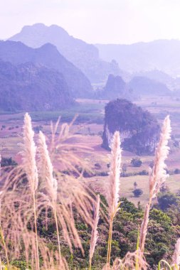 Phu Langka Ulusal Parkı, Tayland Güzel Manzarası.