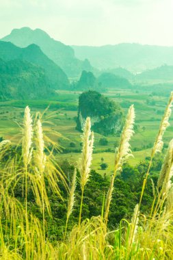 Phu Langka Ulusal Parkı, Tayland Güzel Manzarası.