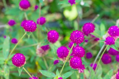 Bahçede, Tayland 'da Yerküre Amaranth çiçeği.