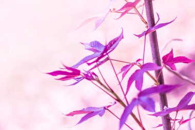 Akçaağaç yaprakları parkta, Tayland 'da.