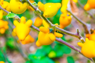 Bitki üzerinde meme meyvesi, Tayland.