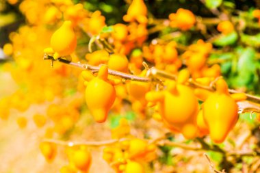 Bitki üzerinde meme meyvesi, Tayland.