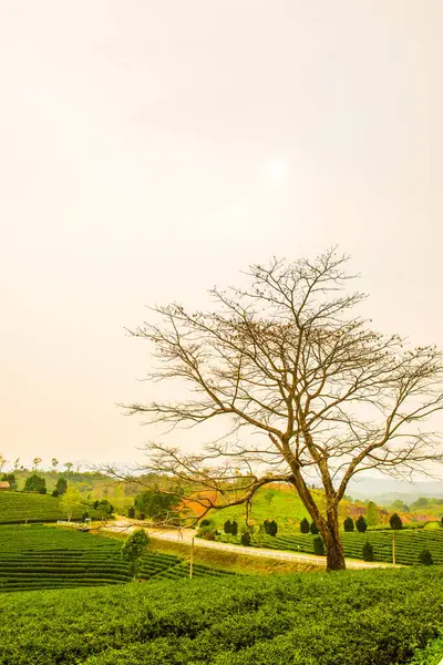 Tayland, Tayland 'da çay çiftliği.