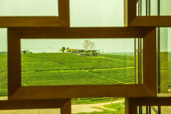 Tea Plantation Frame Thailand — Stock Photo, Image
