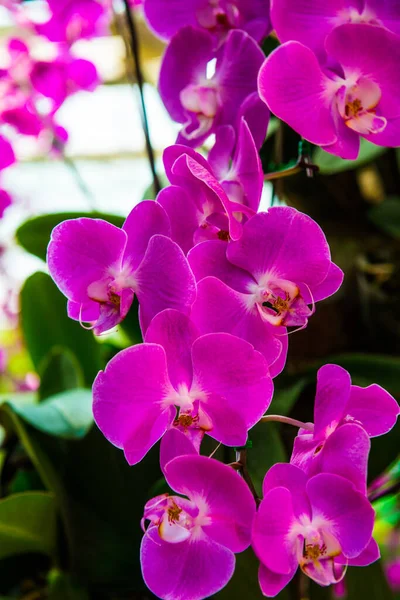 Violet Orchid Park Thailand — Stock Photo, Image