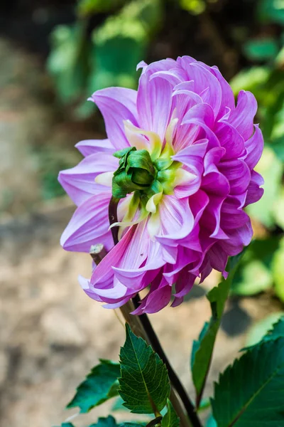 Όμορφο Λουλούδι Dahlia Ταϊλάνδη — Φωτογραφία Αρχείου