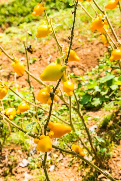 Tetona Fruta Del Pezón Planta Tailandia — Foto de Stock