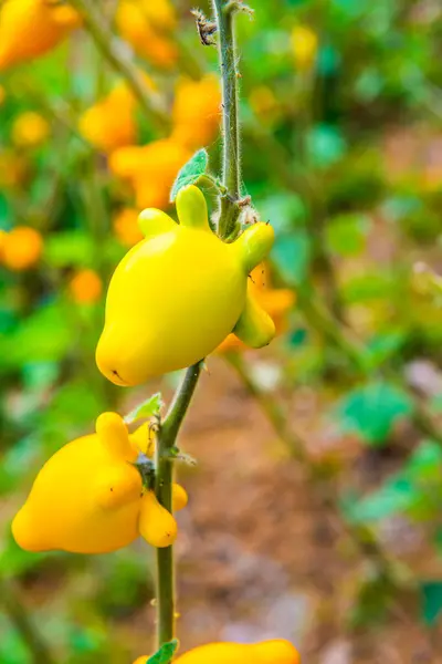 Prsaté Nebo Bradavkové Ovoce Rostlině Thajsko — Stock fotografie