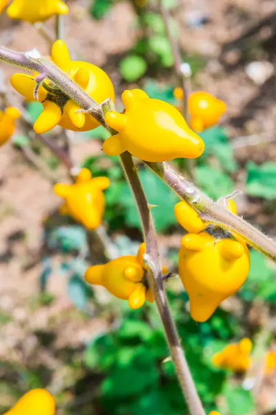 Titty Oder Brustwarze Früchte Auf Pflanze Thailand — Stockfoto