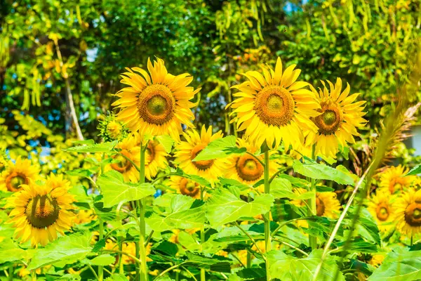 Sunflower Field Thai Country Thailand — Stock Photo, Image