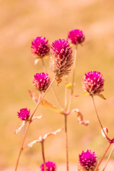Globe Amaranth Virág Kertben Thaiföld — Stock Fotó