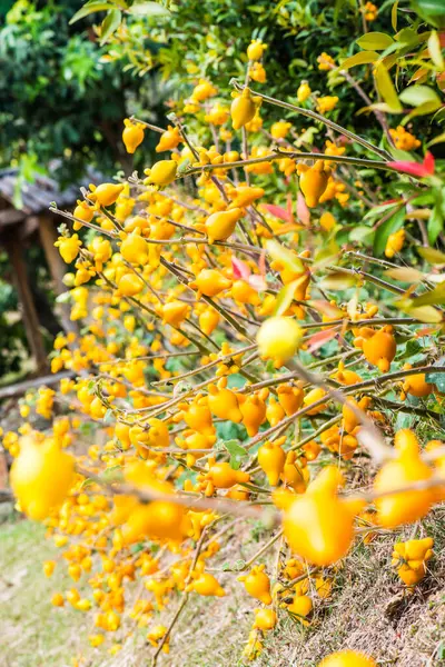 Pezón Fruta Planta Tailandia — Foto de Stock