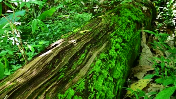 Moss Stromech Lese Poblíž Vodopádu Mon Tha Provincie Chiang Mai — Stock video