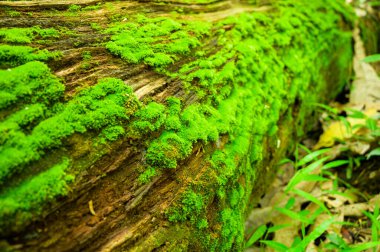 Chiang Mai vilayetindeki ormandaki bir kütükte yosun..