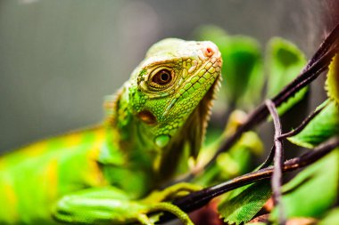 Ağaçta yeşil iguana, Tayland.