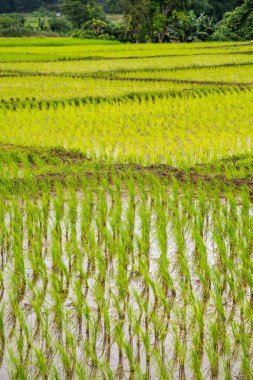Rice field in Phayao province, Thailand.
