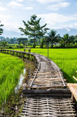 Tayland 'ın Pua bölgesinin güzel pirinç tarlası..