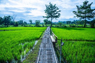 Tayland 'ın Pua bölgesinin güzel pirinç tarlası..