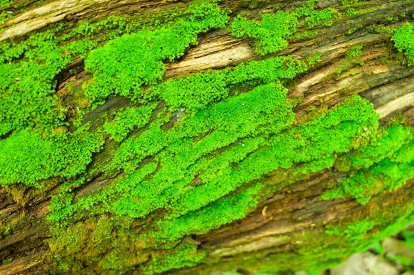 Moss Egy Rönk Erdőben Chiang Mai Tartomány — Stock Fotó