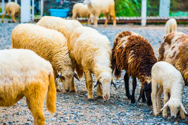 タイの羊のグループ — ストック写真