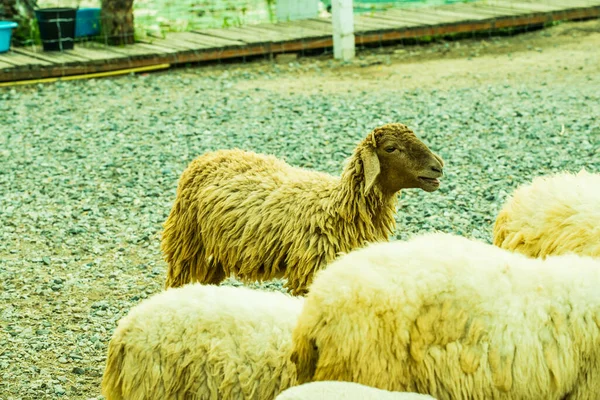 羊の肖像 — ストック写真