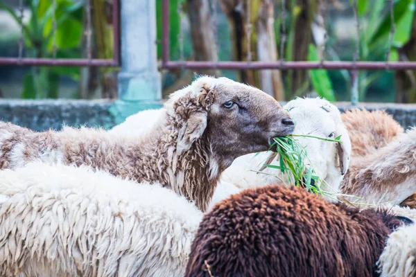 Tayland 'da koyun sürüsü.