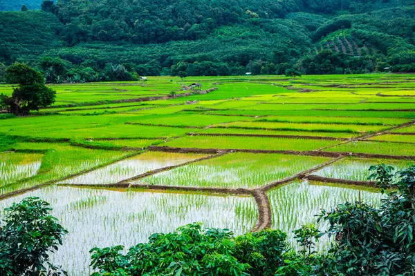 Rice Field Phayao Province Thailand — Fotografia de Stock